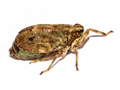 Issus coleoptratus